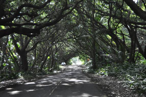 Estrada secundária atravessa túnel de árvores ao sul de Hilo, em Big Island, no Hawaii